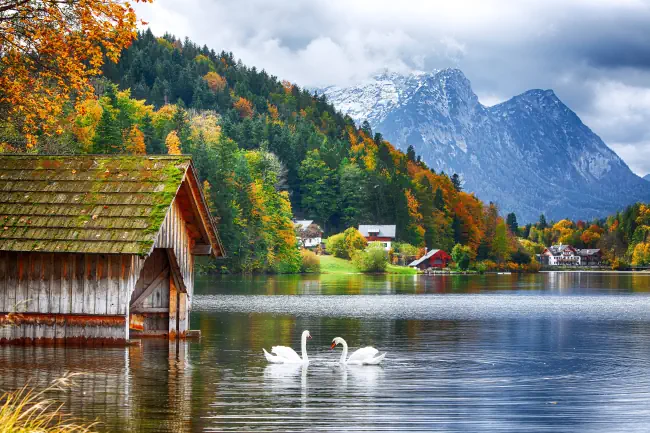 Zwei weiße Schwäne in kristallklarem Wasser Grundlsee. Schöne Alpenlandschaft. Ort: Resort Grundlsee, Lizen Bezirk der Steiermark, Österreich, Alpen. Europa.